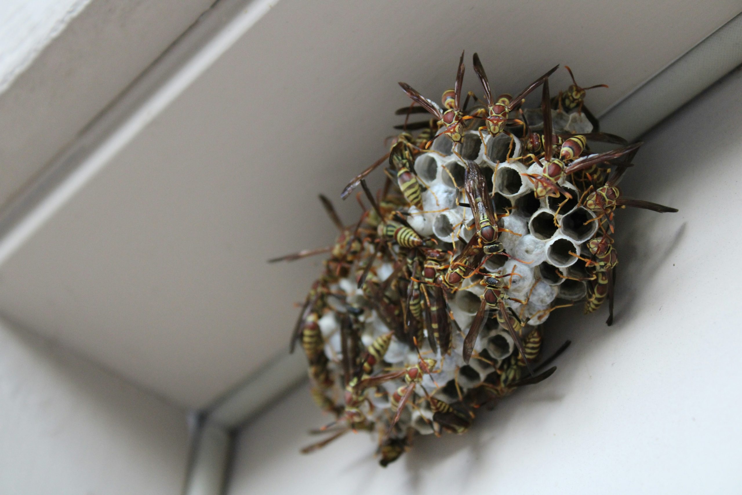bee-safe-GkknyQzyK98-unsplash